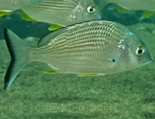 Picture of a yellowfin bream (Acanthopagrus australis)