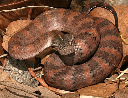 Picture of a new guinea death adder (Acanthophis laevis)