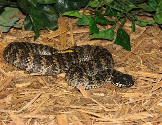 Picture of a rough-scaled death adder (Acanthophis rugosus)