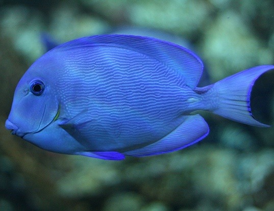 Picture of a blue tang surgeonfish (Acanthurus coeruleus)