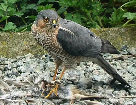 Picture of a eurasian sparrowhawk (Accipiter nisus)