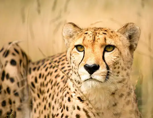 Picture of a cheetah (Acinonyx jubatus)