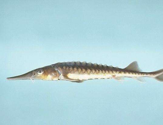 Picture of a shortnose sturgeon (Acipenser brevirostrum)