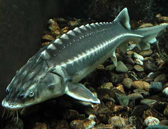Picture of a russian sturgeon (Acipenser gueldenstaedtii)