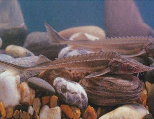 Picture of a amur sturgeon (Acipenser schrenckii)