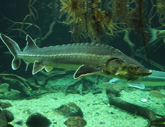 Picture of a atlantic sturgeon (Acipenser sturio)