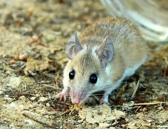 Picture of a northeast african spiny mouse (Acomys cahirinus)