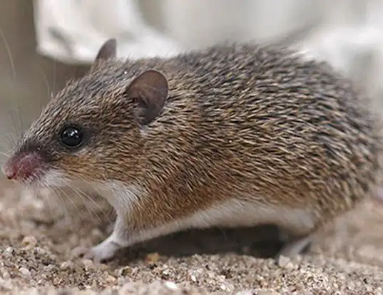 Picture of a wilson's spiny mouse (Acomys wilsoni)