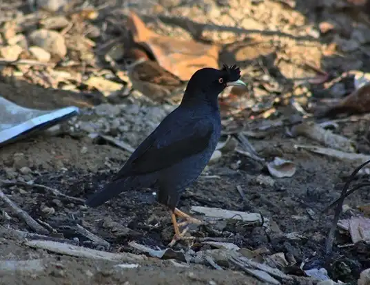 Picture of a crested myna (Acridotheres cristatellus)