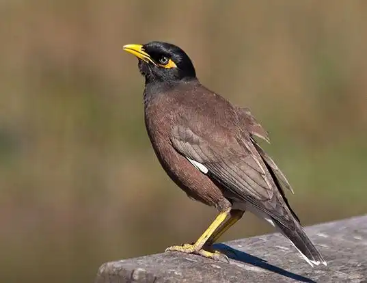 Picture of a myna (Acridotheres tristis)