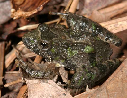 Picture of a northern cricket frog (Acris crepitans)