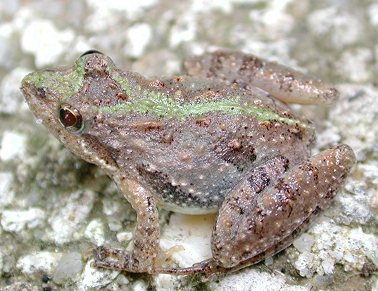 Picture of a southern cricket frog (Acris gryllus)