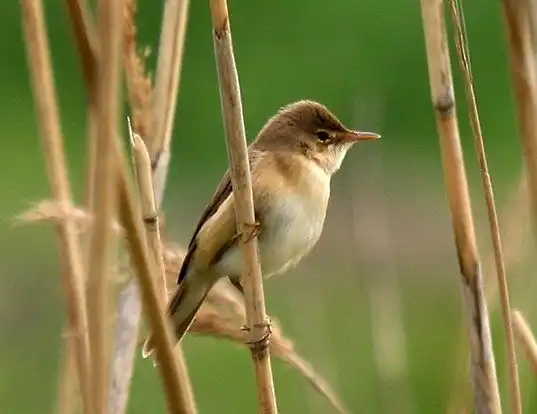 Picture of a eurasian reed-warbler (Acrocephalus scirpaceus)