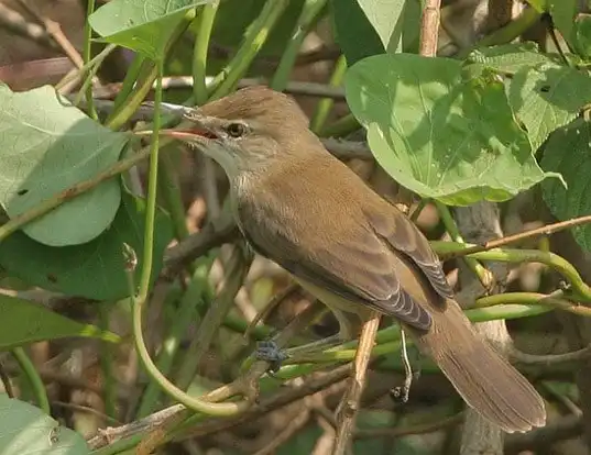 Picture of a indian reed warbler (Acrocephalus stentoreus brunnescens)