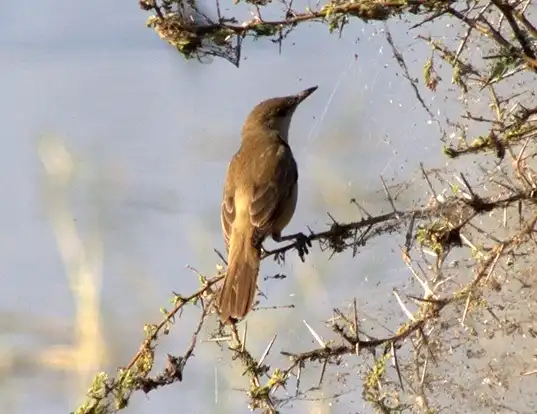 Picture of a clamorous reed-warbler (Acrocephalus stentoreus)