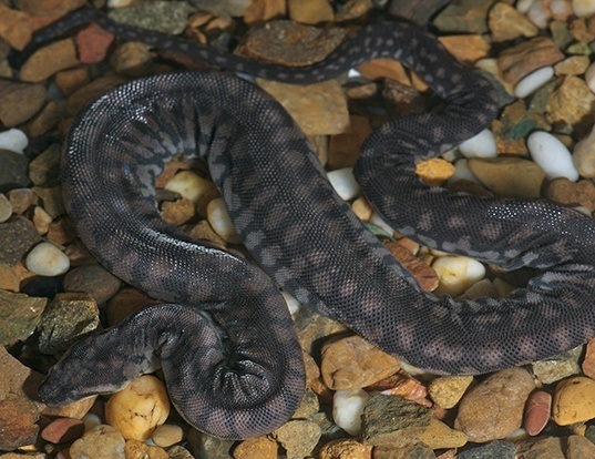 Picture of a arafuran file snake (Acrochordus arafurae)