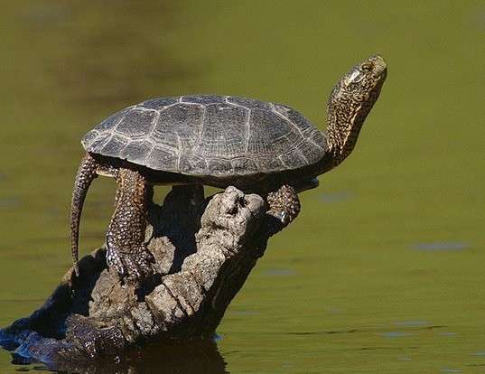 Picture of a pacific pond turtle (Actinemys marmorata)