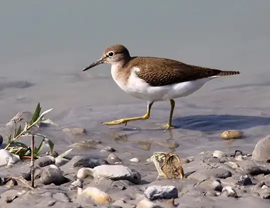 Picture of a sandpiper (Actitis hypoleucos)
