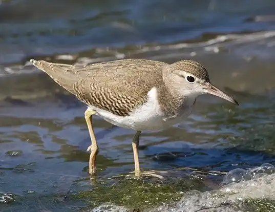 Picture of a spotted sandpiper (Actitis macularius)