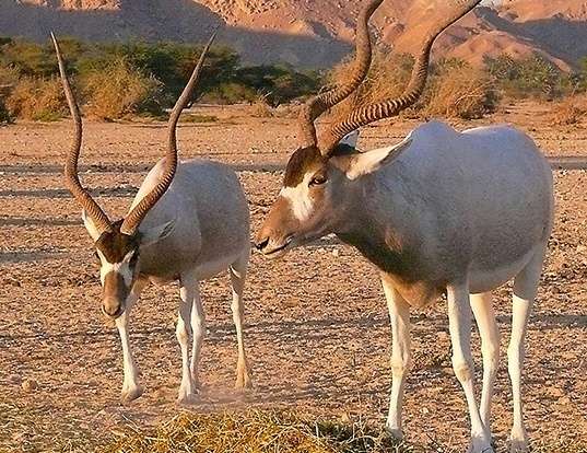 Picture of a addax (Addax nasomaculatus)