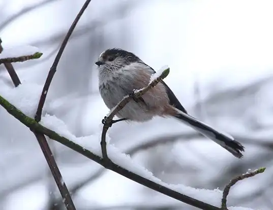 Picture of a long-tailed tit (Aegithalos caudatus)