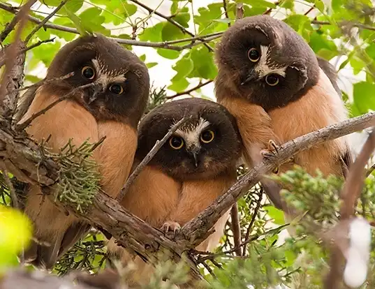 Picture of a northern saw-whet owl (Aegolius acadicus)