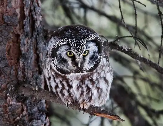 Picture of a boreal owl (Aegolius funereus)