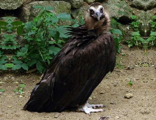 Picture of a cinereous vulture (Aegypius monachus)