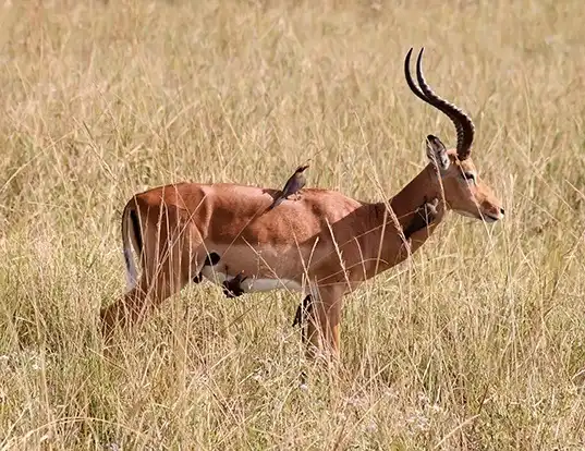 Picture of a impala (Aepyceros melampus)