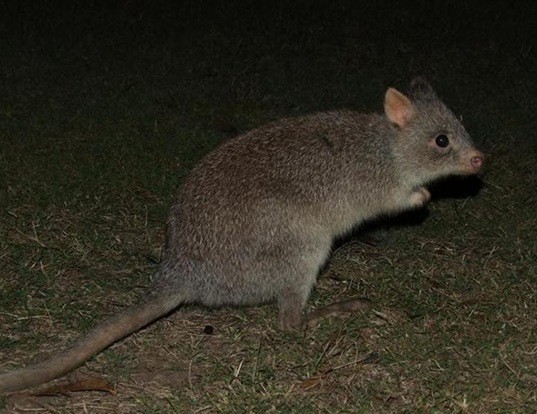 Picture of a rufous bettong (Aepyprymnus rufescens)