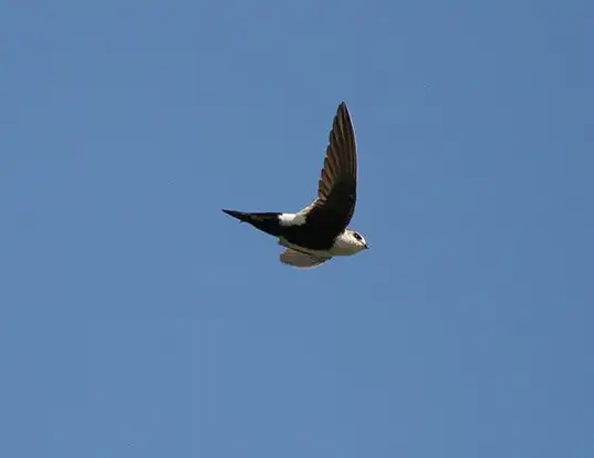 Picture of a white-throated swift (Aeronautes saxatalis)