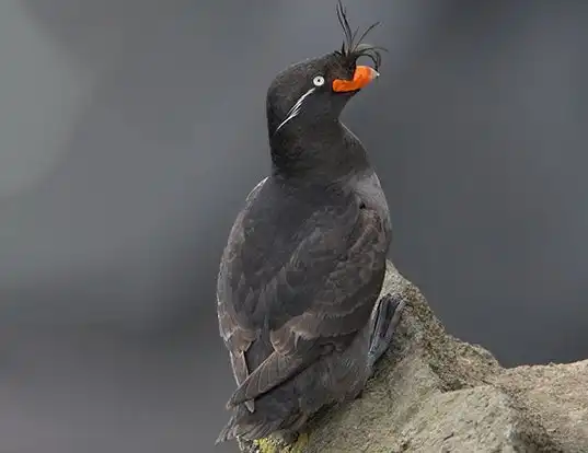 Picture of a crested auklet (Aethia cristatella)