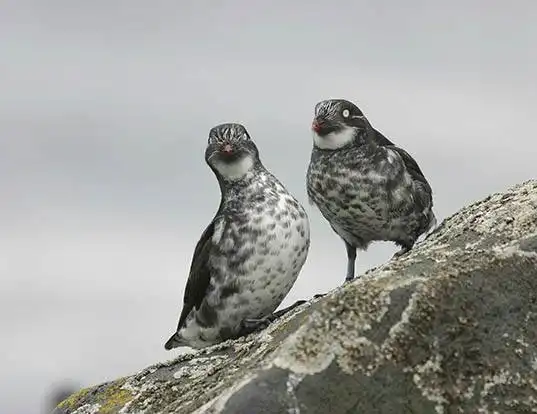 Picture of a least auklet (Aethia pusilla)