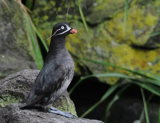 Picture of a whiskered auklet (Aethia pygmaea)
