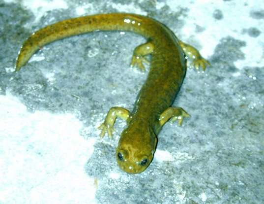 Picture of a afghanistan salamander (Afghanodon mustersi)