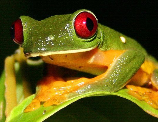 Picture of a gliding treefrog (Agalychnis spurrelli)