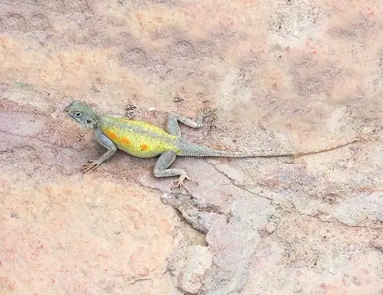 Picture of a bibron's agama (Agama impalearis)