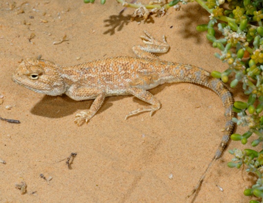 Picture of a savigny's agama (Agama savignyi)