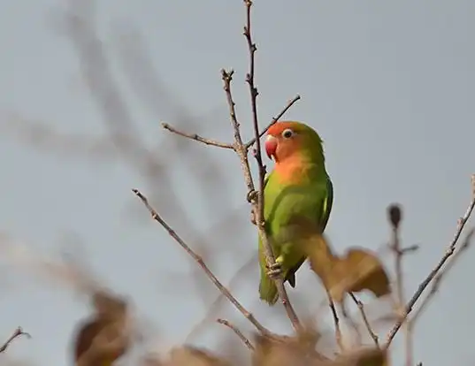 Picture of a nyasa loverbird (Agapornis lilianae)