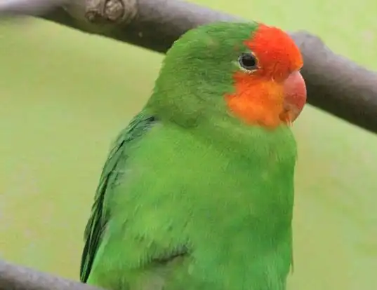 Picture of a red-faced loverbird (Agapornis pullarius)