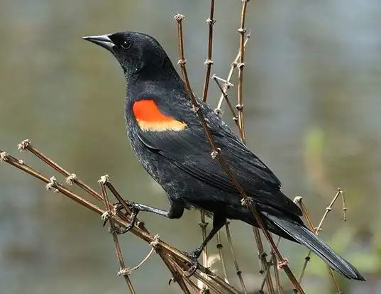 Picture of a red-winged blackbird (Agelaius phoeniceus)