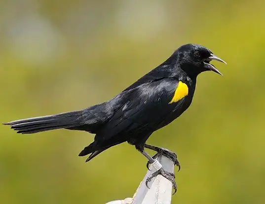 Picture of a yellow-shouldered blackbird (Agelaius xanthomus)