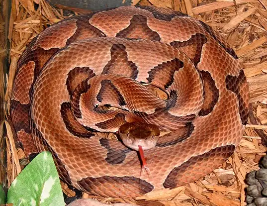 Picture of a southern copperhead (Agkistrodon contortrix contortrix)