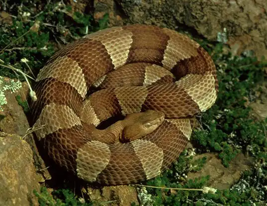 Picture of a broad-banded copperhead (Agkistrodon contortrix laticinctus)