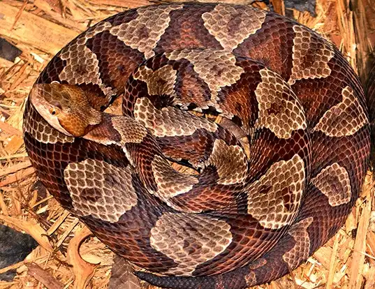 Picture of a highland moccasin (Agkistrodon contortrix mokasen)