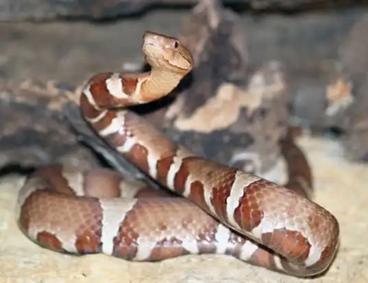 Picture of a trans-pecos copperhead (Agkistrodon contortrix pictigaster)