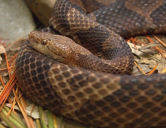 Picture of a northern copperhead (Agkistrodon contortrix)