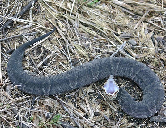 Picture of a western cotton-mouth (Agkistrodon piscivorus leucostoma)