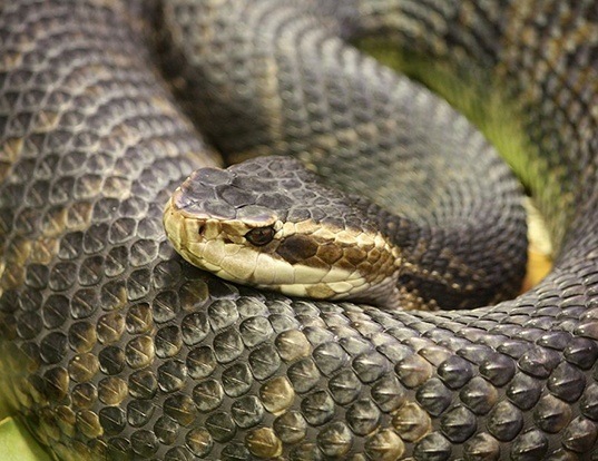 Picture of a cottonmouth (Agkistrodon piscivorus)
