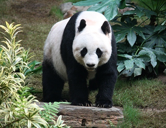 Picture of a giant panda (Ailuropoda melanoleuca)